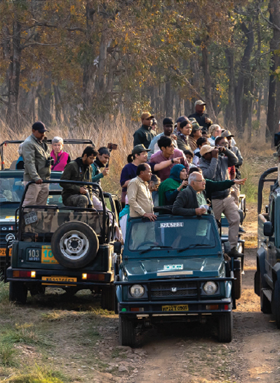Wildlife Safari