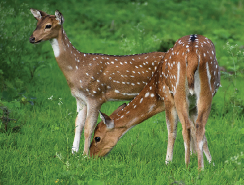 Wildlife escapes
