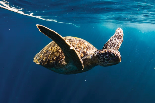 Sea turtle sightings