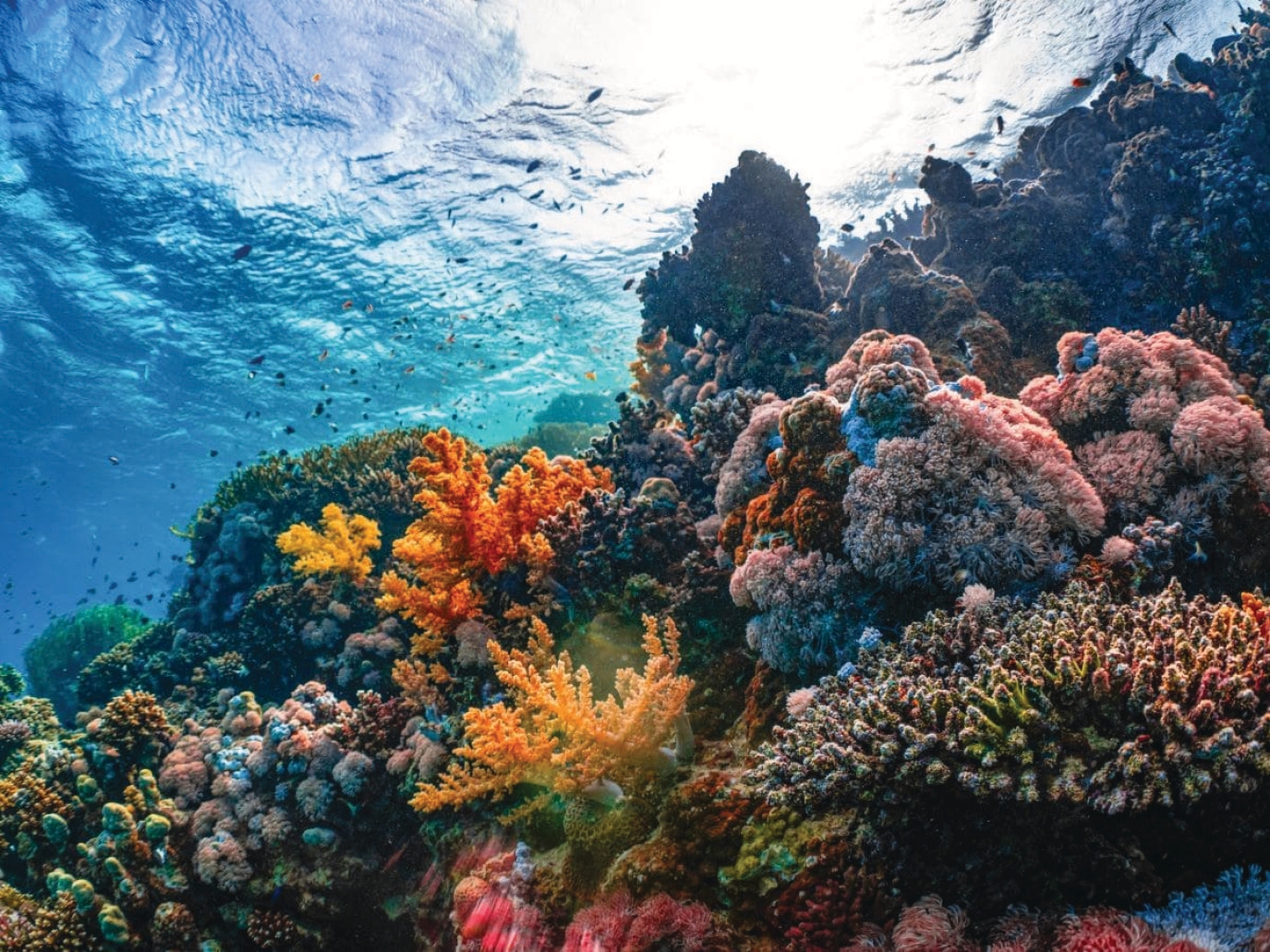 Vibrant coral gardens