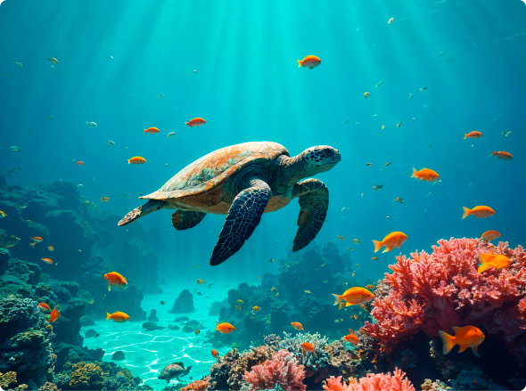 Sea turtle sightings