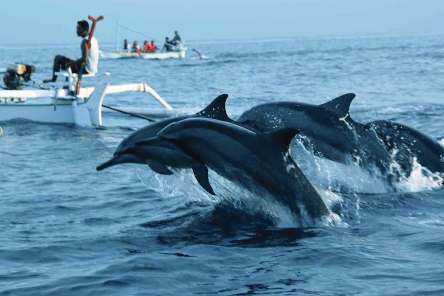 Dolphin sightings