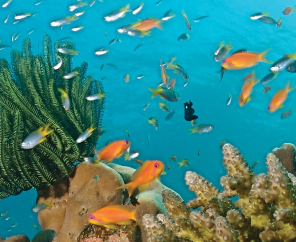 Coral Reefs