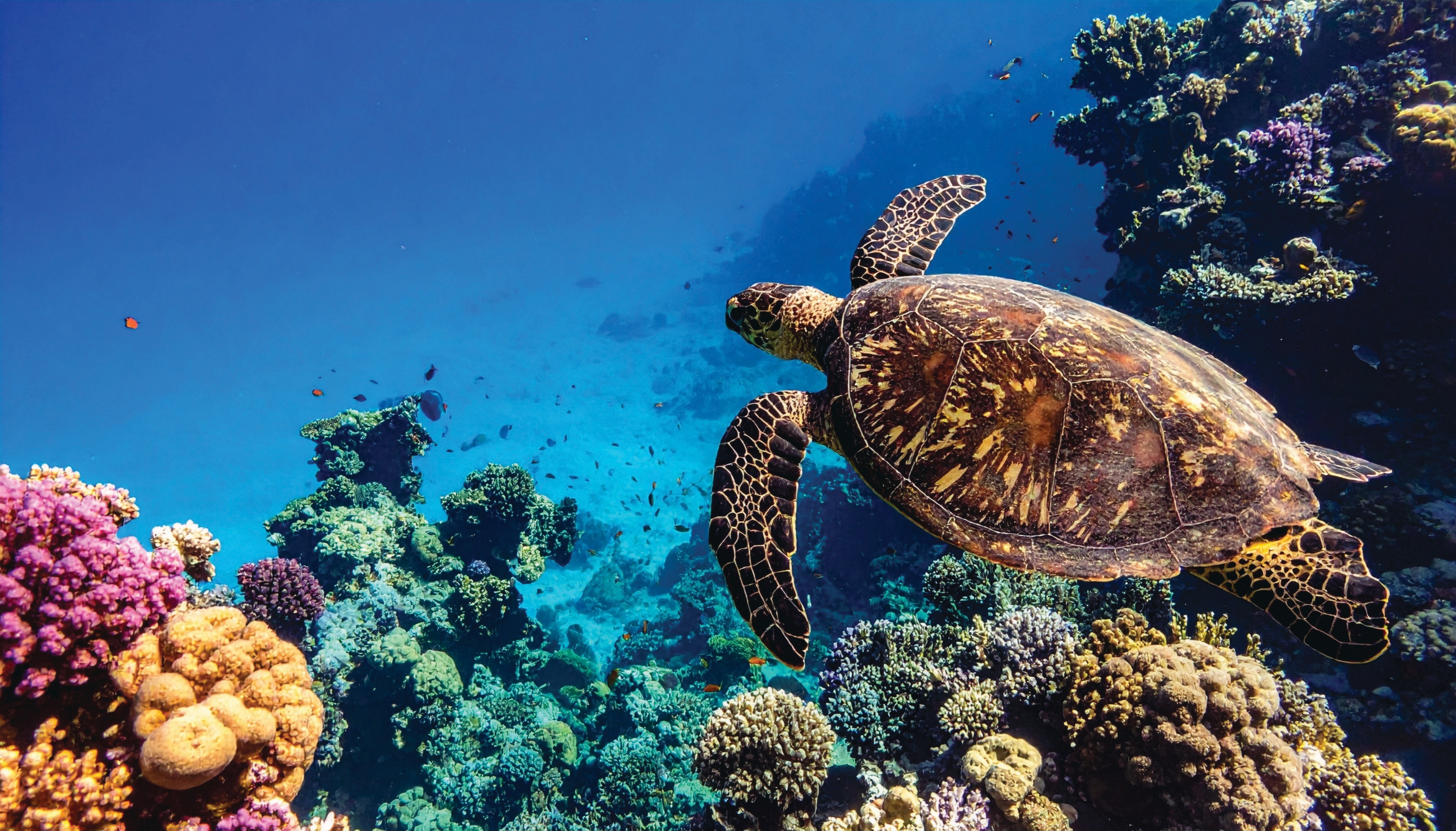 Vibrant coral gardens