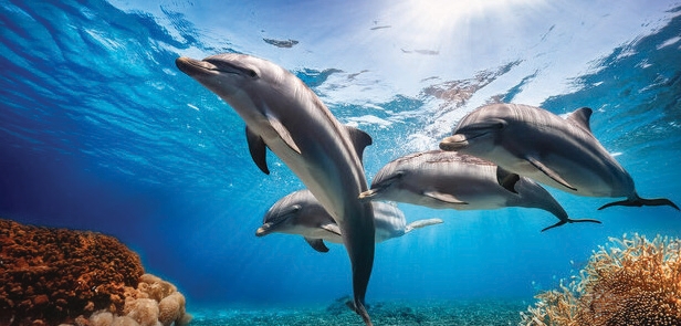 Dolphin Dive Centre