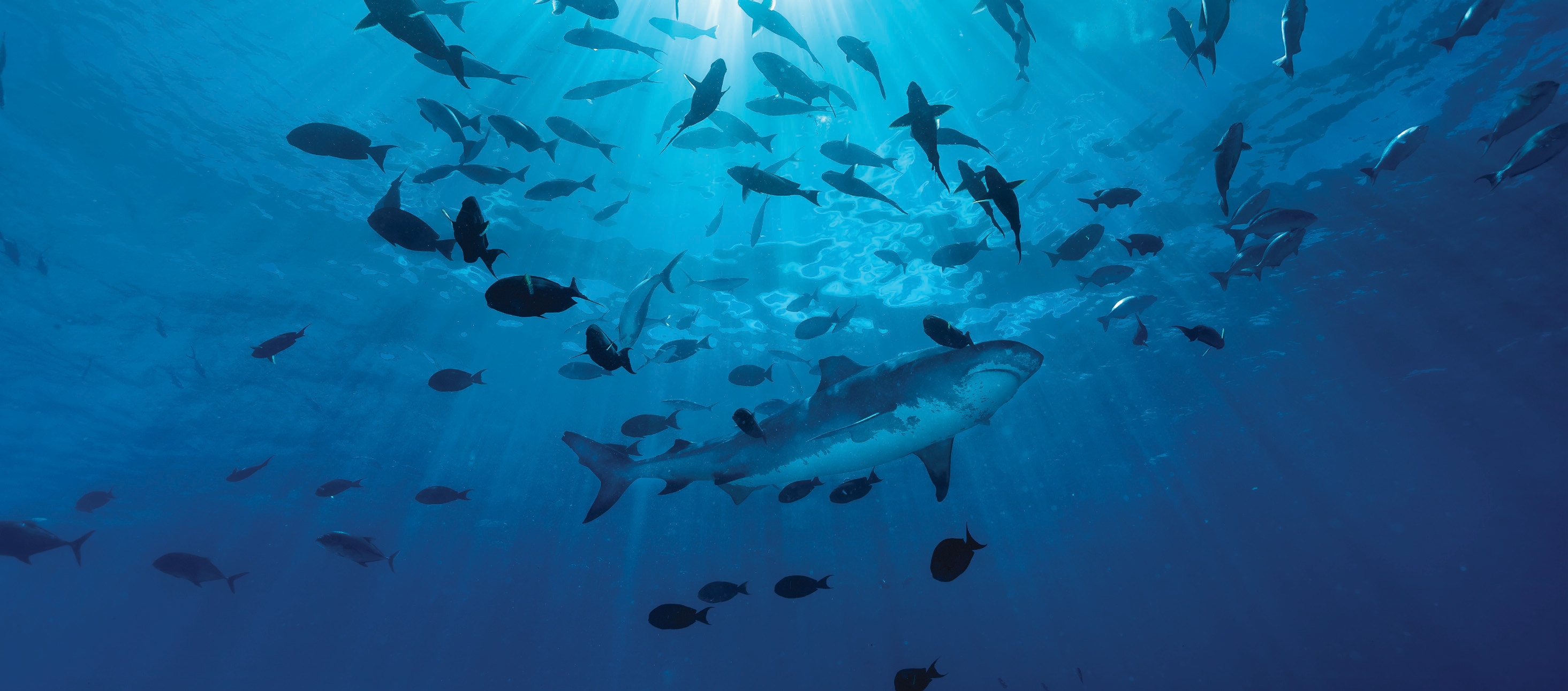 Marine Aquarium