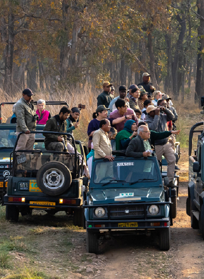 Wildlife Safari